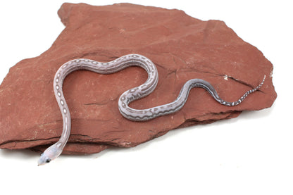 Scaleless Anery Corn Snake