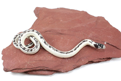 High White California Kingsnake