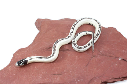 High White California Kingsnake
