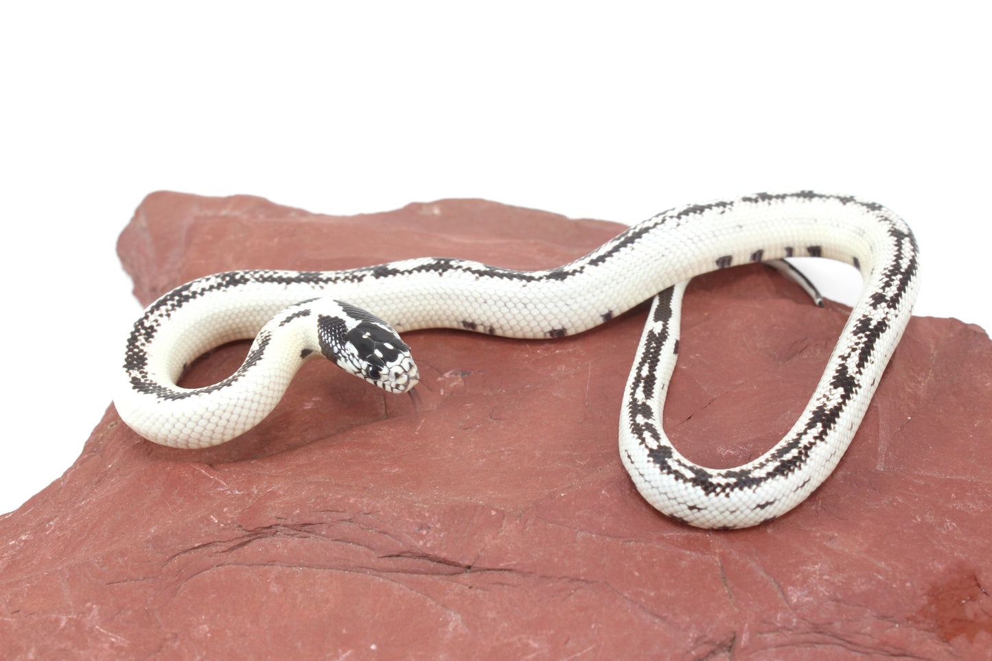 High White California Kingsnake