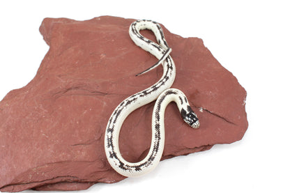 High White California Kingsnake