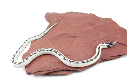 High White California Kingsnake