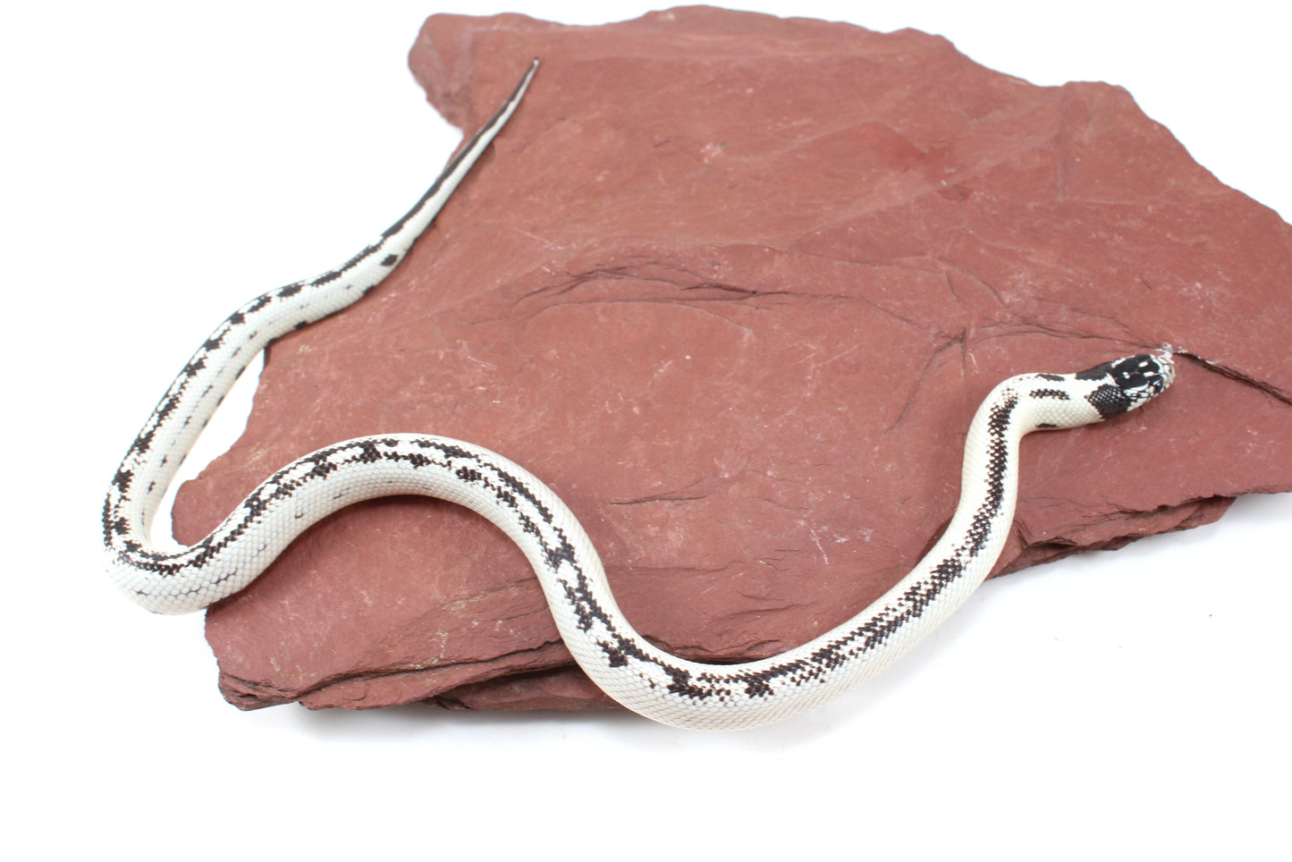 High White California Kingsnake