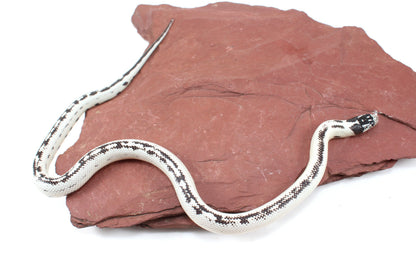 High White California Kingsnake