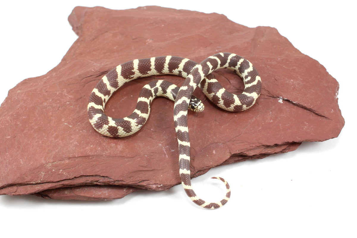 Coastal California Kingsnake