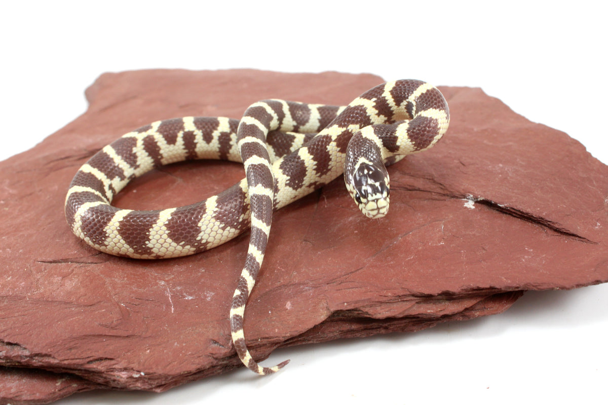 Coastal California Kingsnake