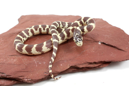Coastal California Kingsnake