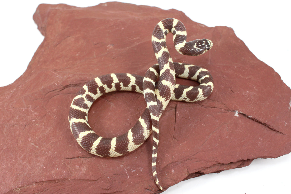 Coastal California Kingsnake