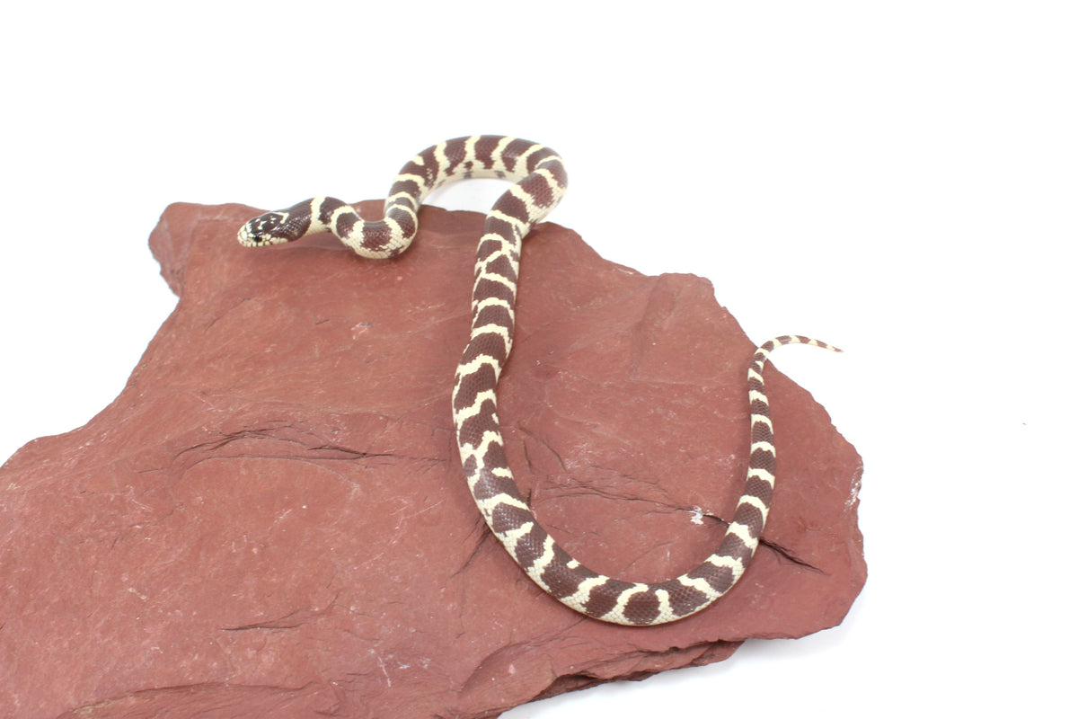Coastal California Kingsnake