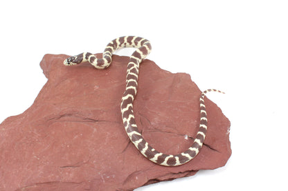 Coastal California Kingsnake