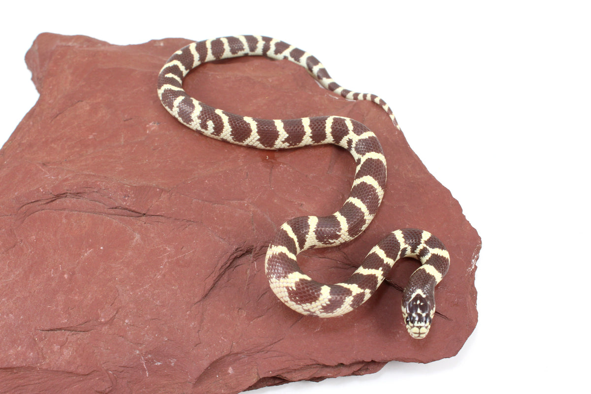 Coastal California Kingsnake