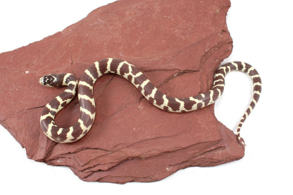 Coastal California Kingsnake