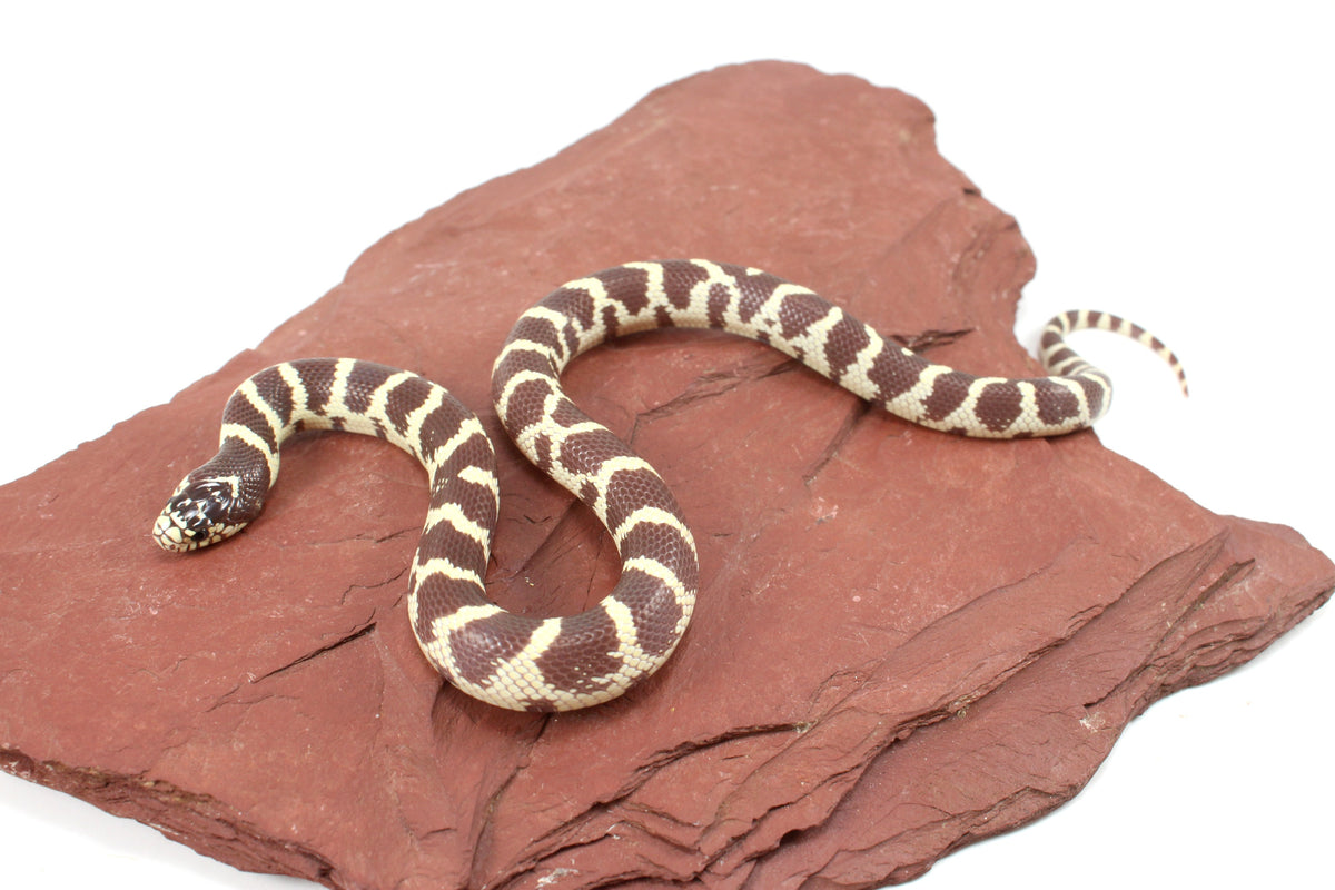 Coastal California Kingsnake