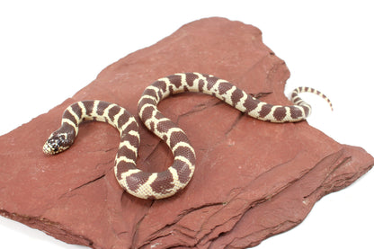 Coastal California Kingsnake