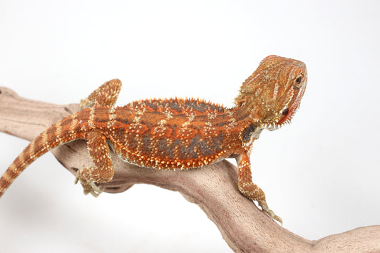 Hypo Orange Tiger Blue Bar Bearded Dragon