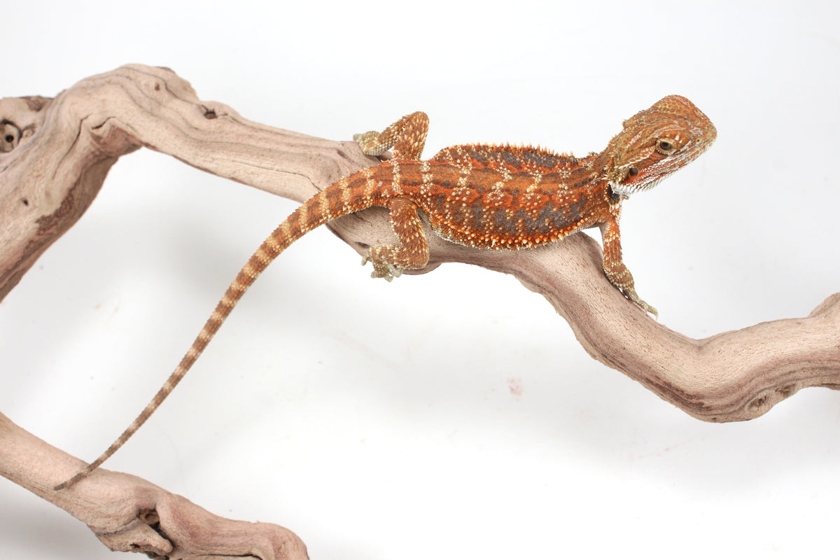 Hypo Orange Tiger Blue Bar Bearded Dragon
