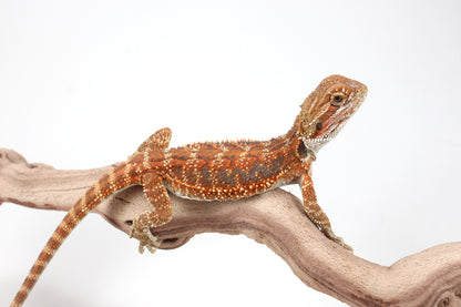 Hypo Orange Tiger Blue Bar Bearded Dragon
