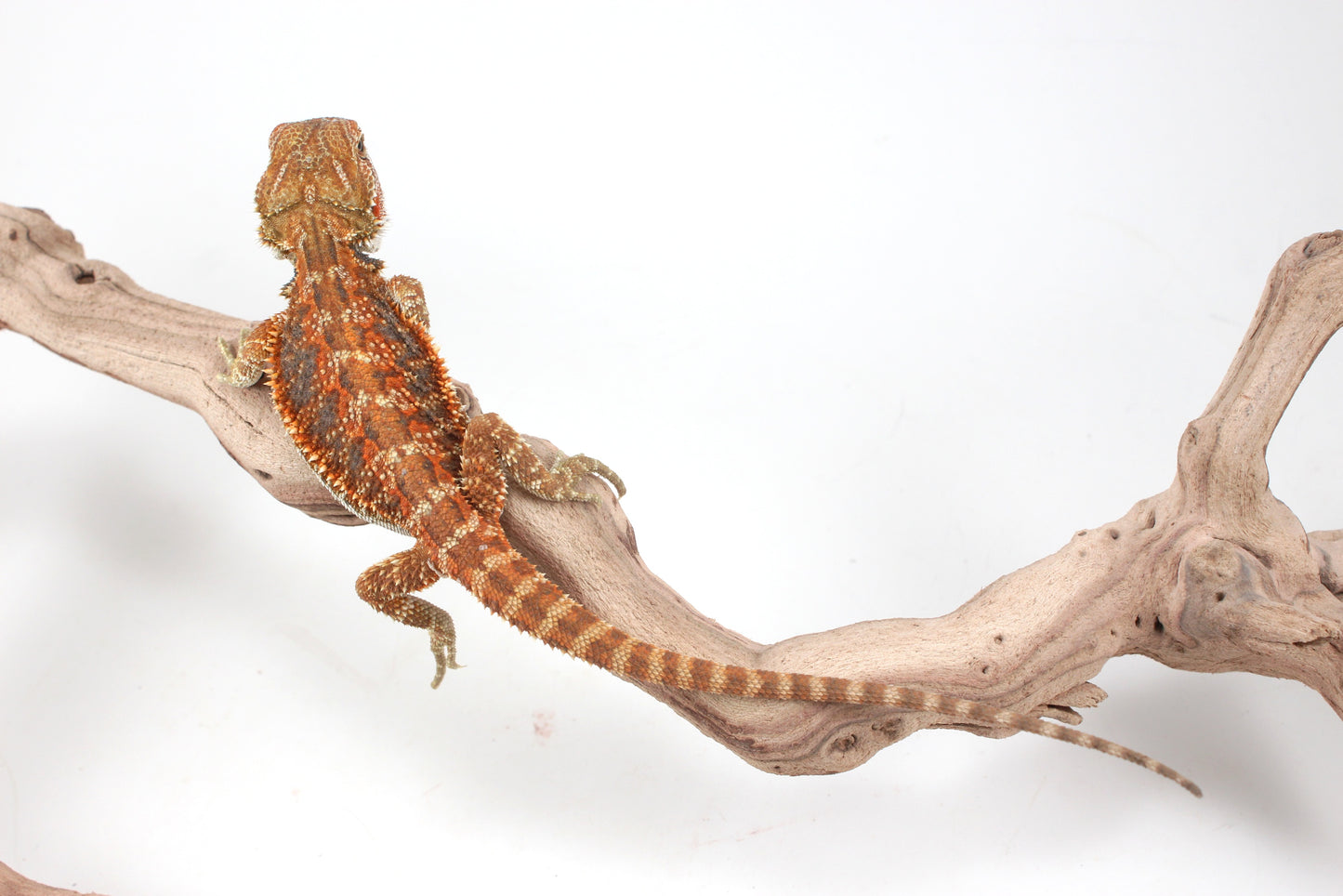 Hypo Orange Tiger Blue Bar Bearded Dragon