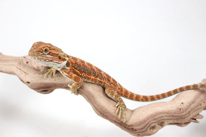 Hypo Orange Tiger Blue Bar Bearded Dragon