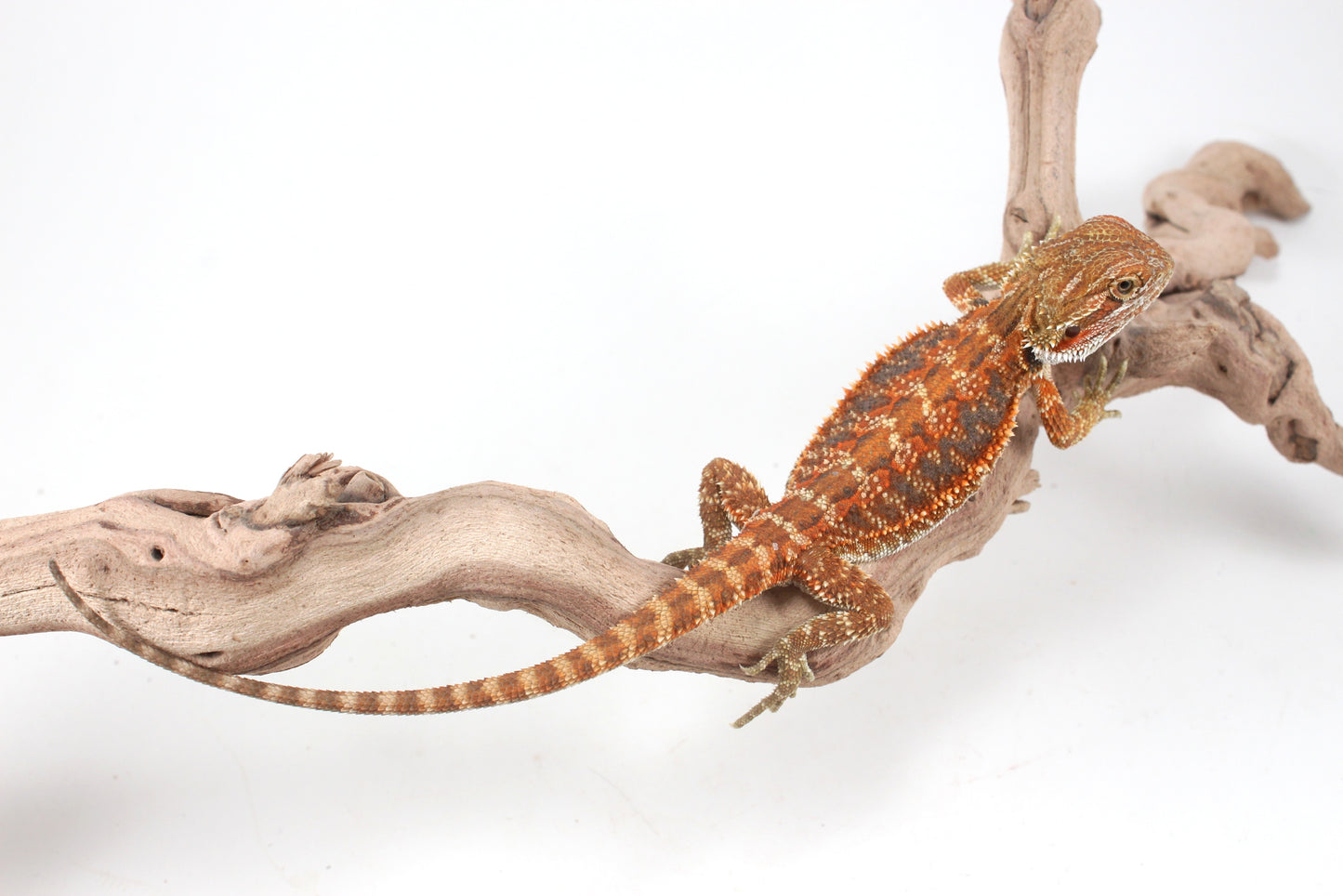 Hypo Orange Tiger Blue Bar Bearded Dragon