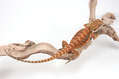 Hypo Orange Tiger Blue Bar Bearded Dragon