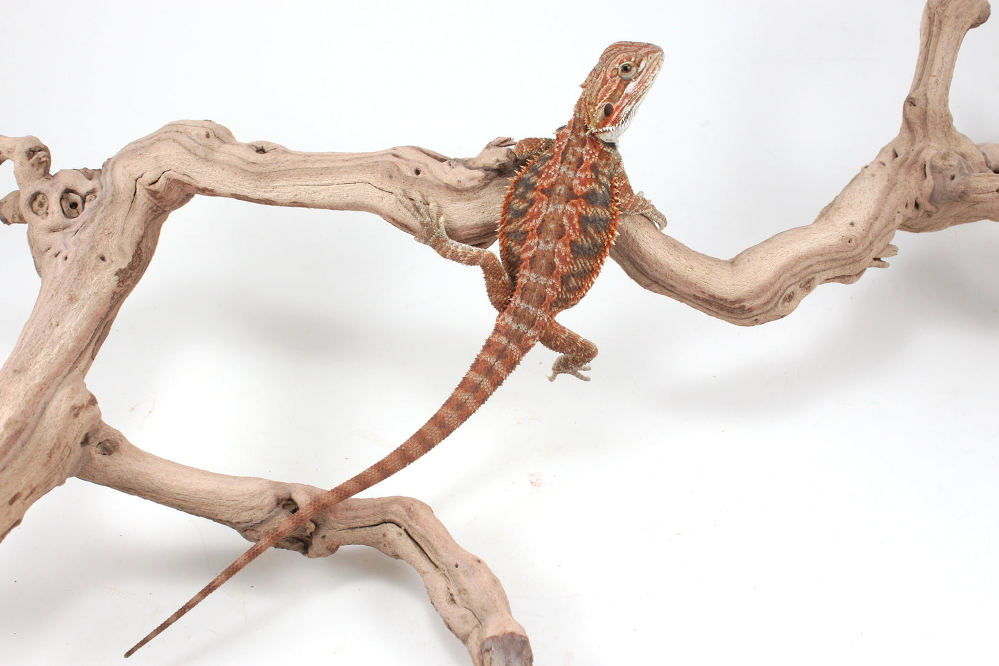 Hypo Orange Tiger Blue Bar Bearded Dragon