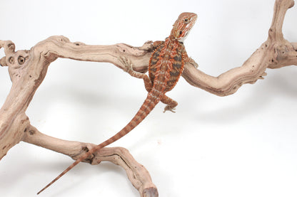 Hypo Orange Tiger Blue Bar Bearded Dragon