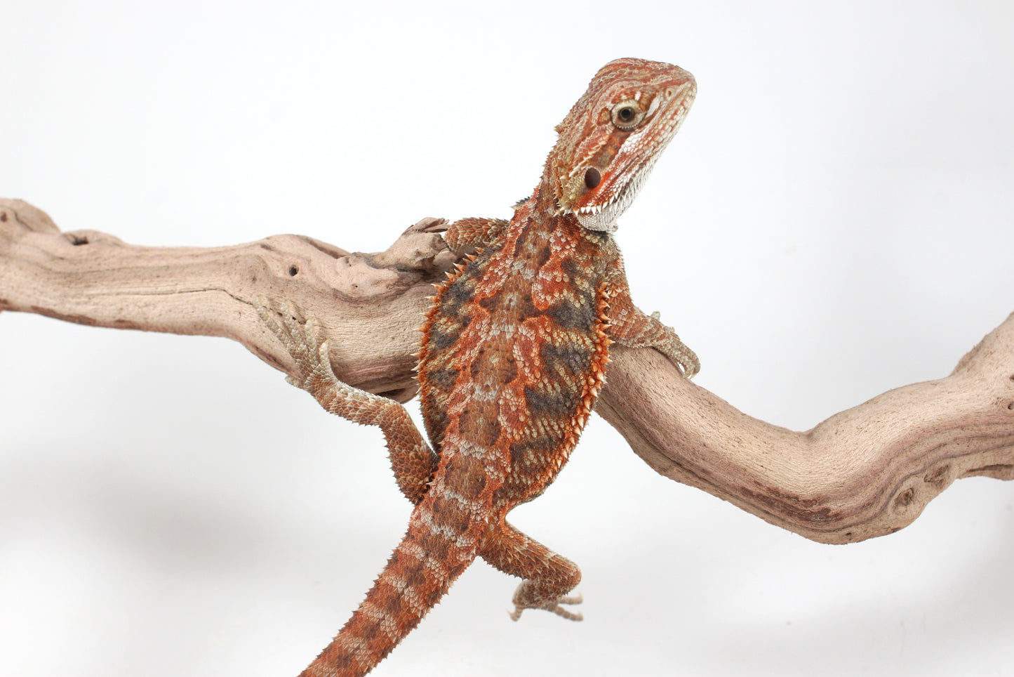 Hypo Orange Tiger Blue Bar Bearded Dragon