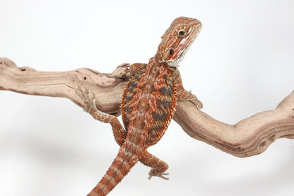 Hypo Orange Tiger Blue Bar Bearded Dragon