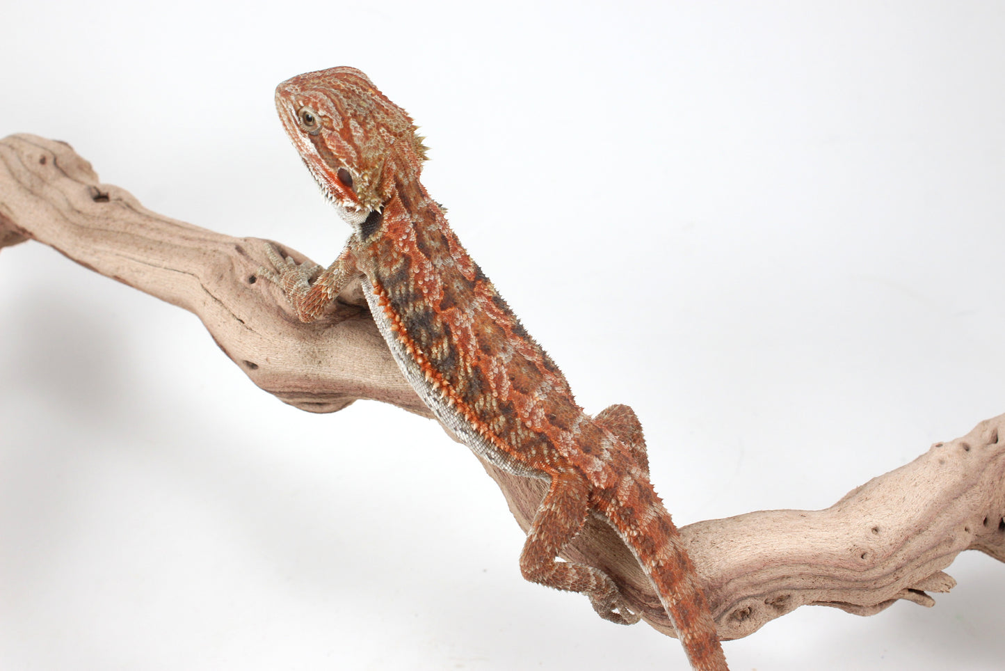 Hypo Orange Tiger Blue Bar Bearded Dragon
