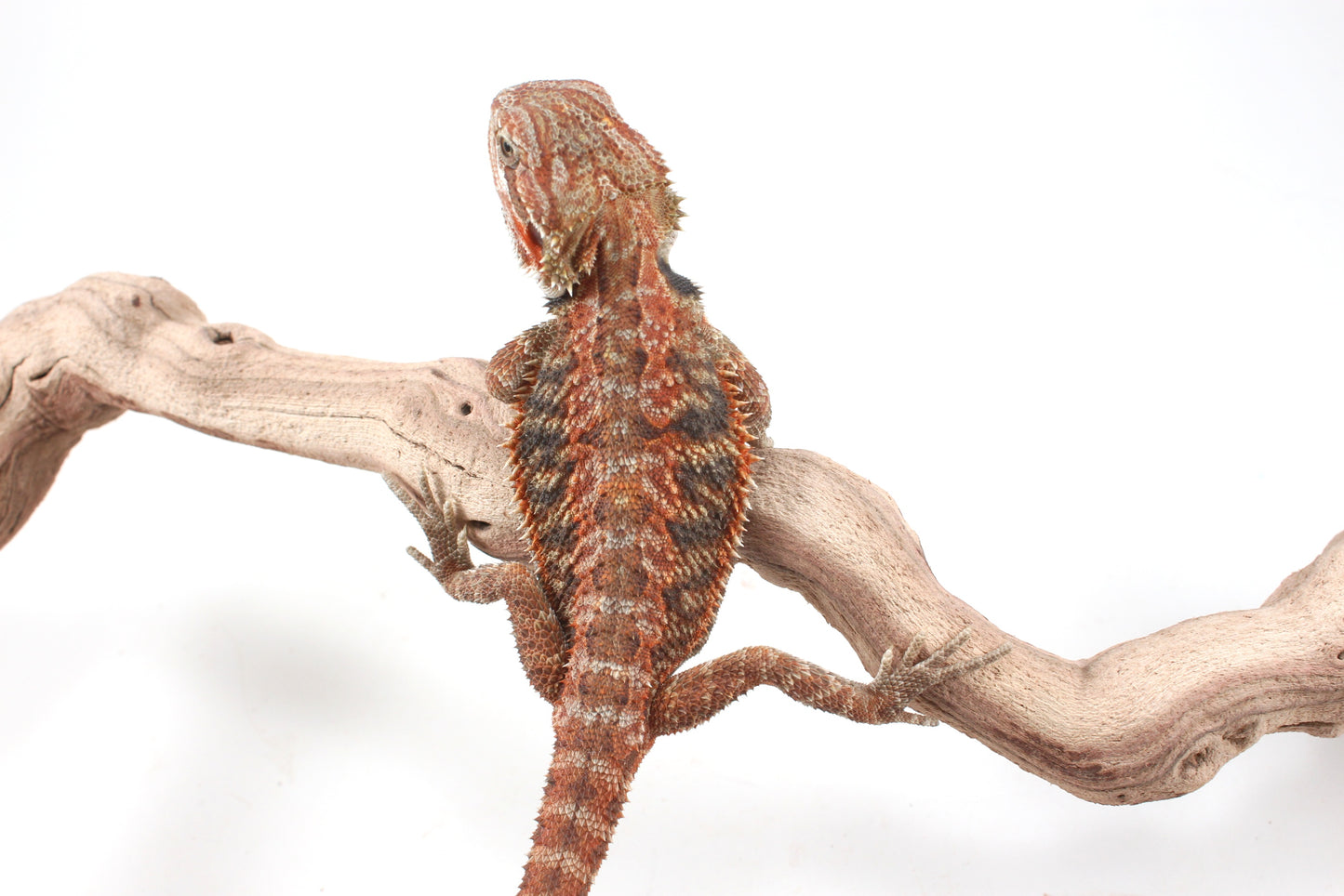 Hypo Orange Tiger Blue Bar Bearded Dragon