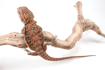 Hypo Orange Tiger Blue Bar Bearded Dragon