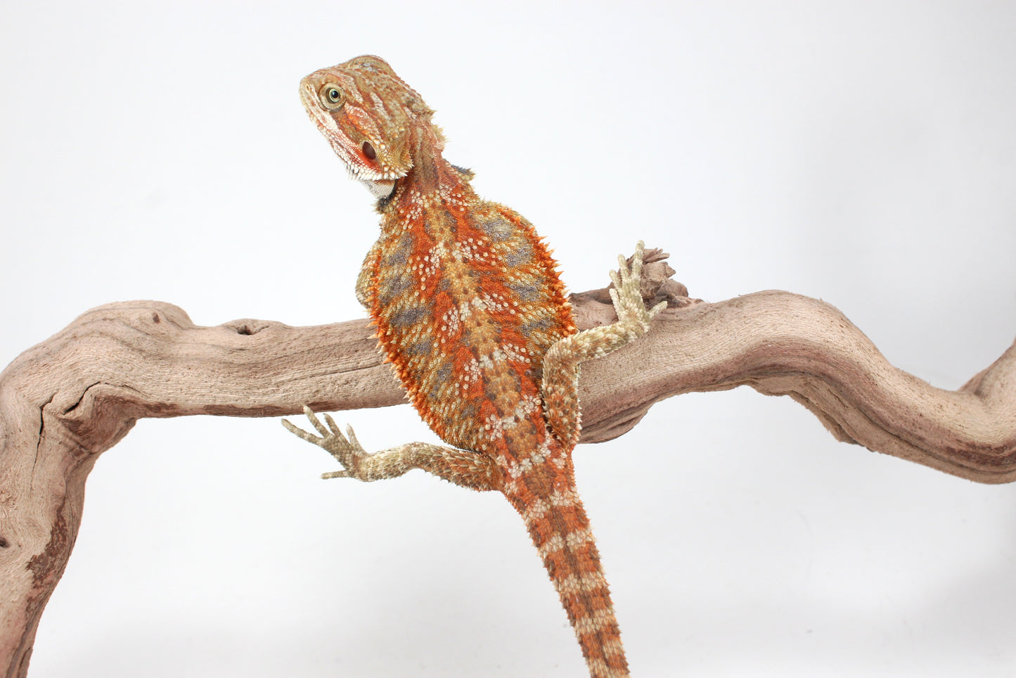 Hypo Orange Tiger Blue Bar Bearded Dragon