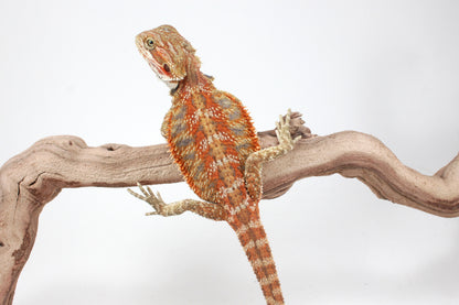 Hypo Orange Tiger Blue Bar Bearded Dragon