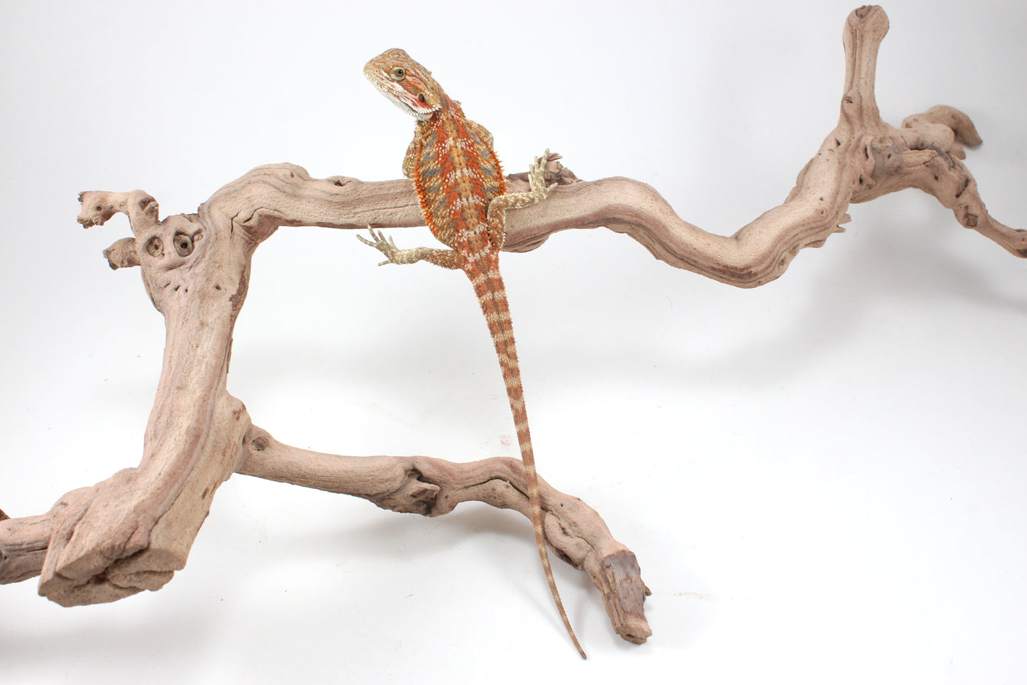 Hypo Orange Tiger Blue Bar Bearded Dragon
