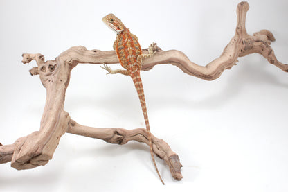 Hypo Orange Tiger Blue Bar Bearded Dragon