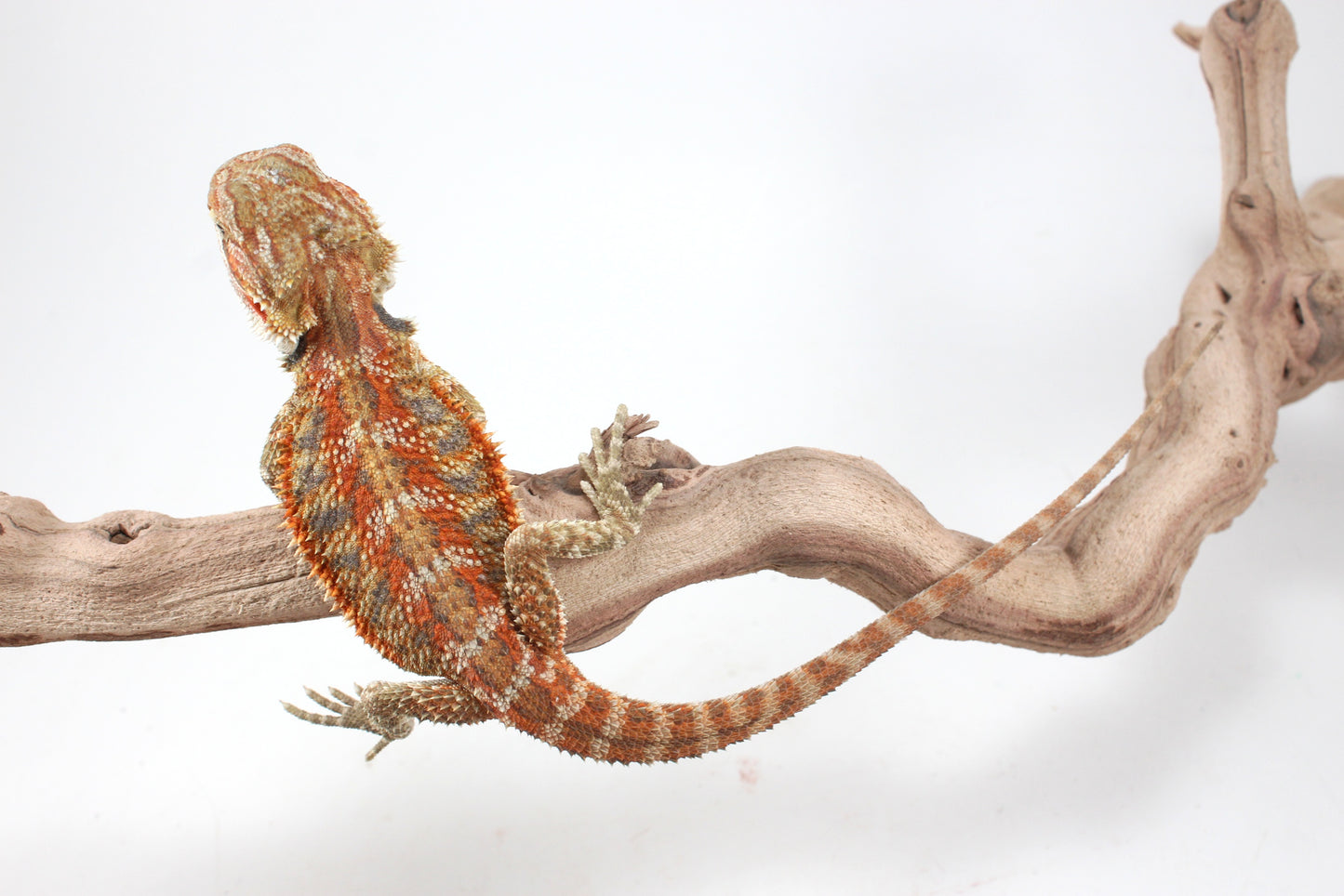 Hypo Orange Tiger Blue Bar Bearded Dragon