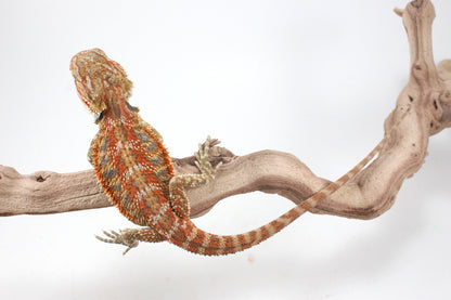 Hypo Orange Tiger Blue Bar Bearded Dragon