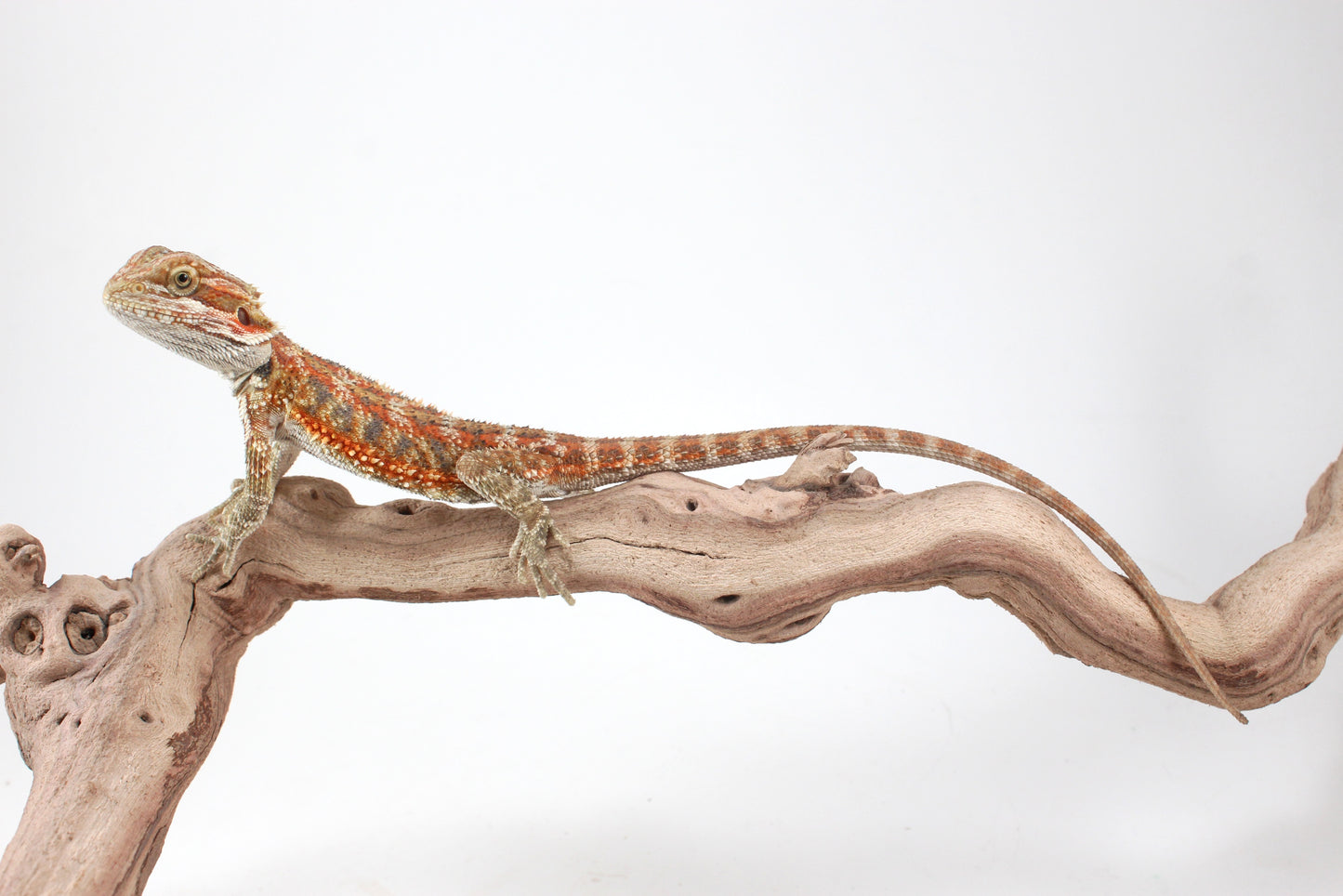 Hypo Orange Tiger Blue Bar Bearded Dragon