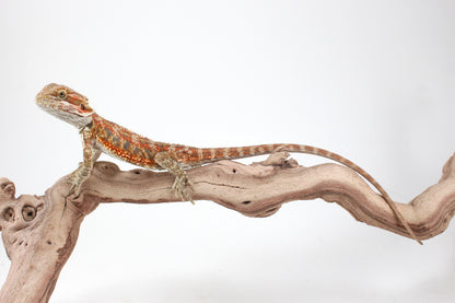 Hypo Orange Tiger Blue Bar Bearded Dragon