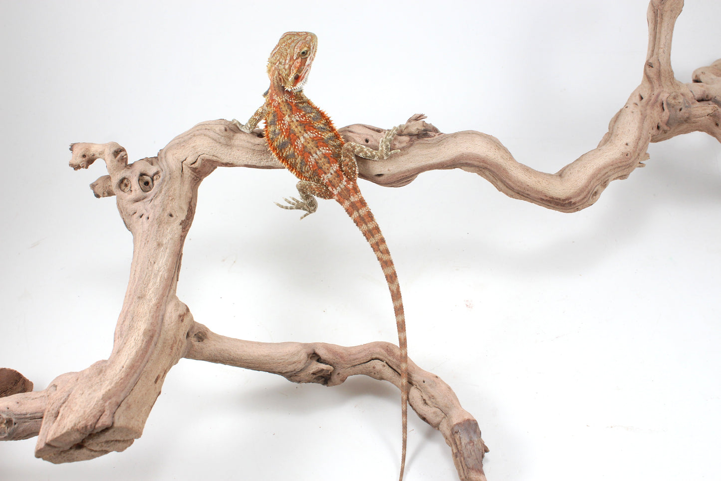 Hypo Orange Tiger Blue Bar Bearded Dragon