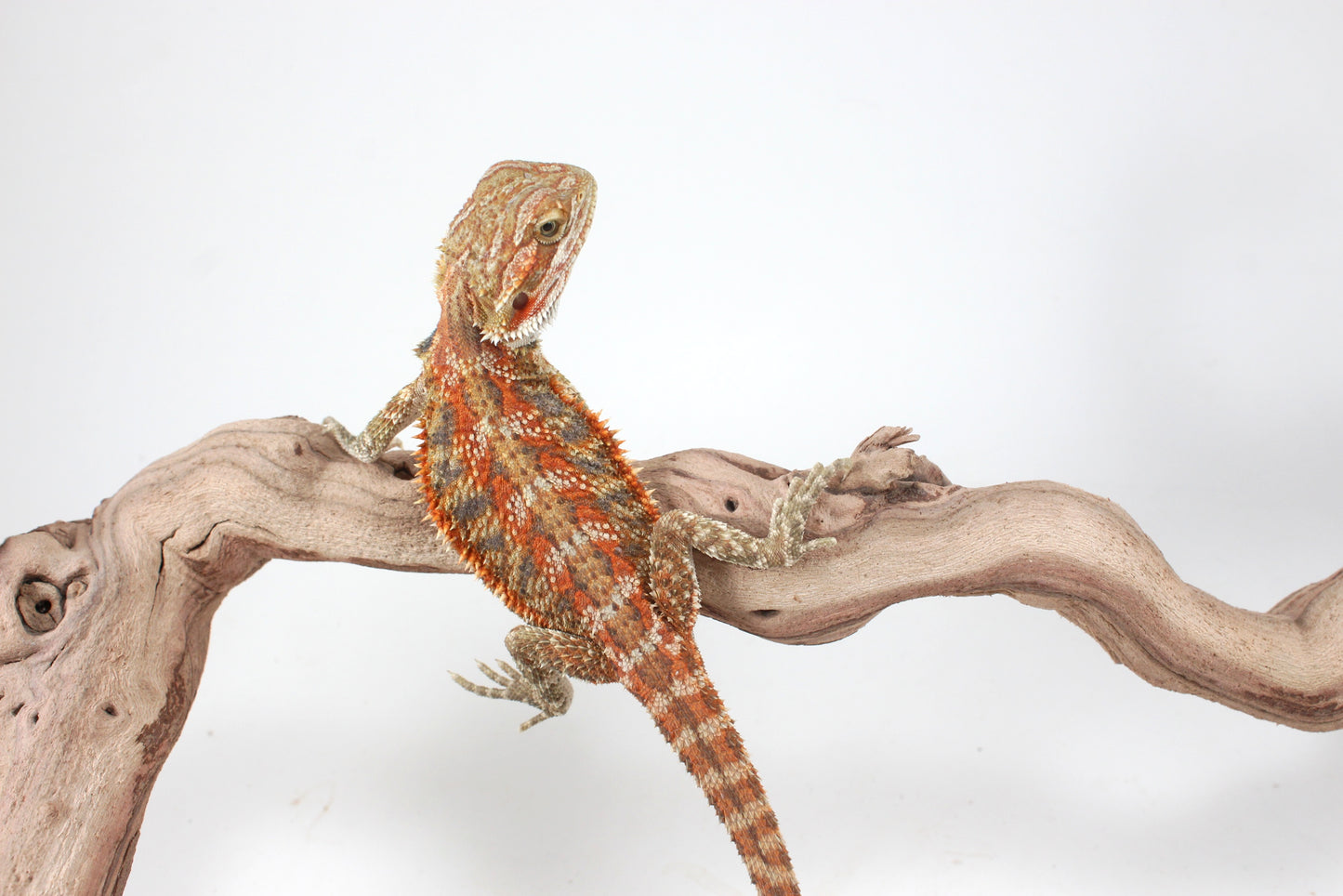 Hypo Orange Tiger Blue Bar Bearded Dragon