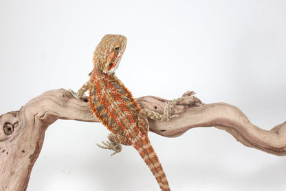 Hypo Orange Tiger Blue Bar Bearded Dragon