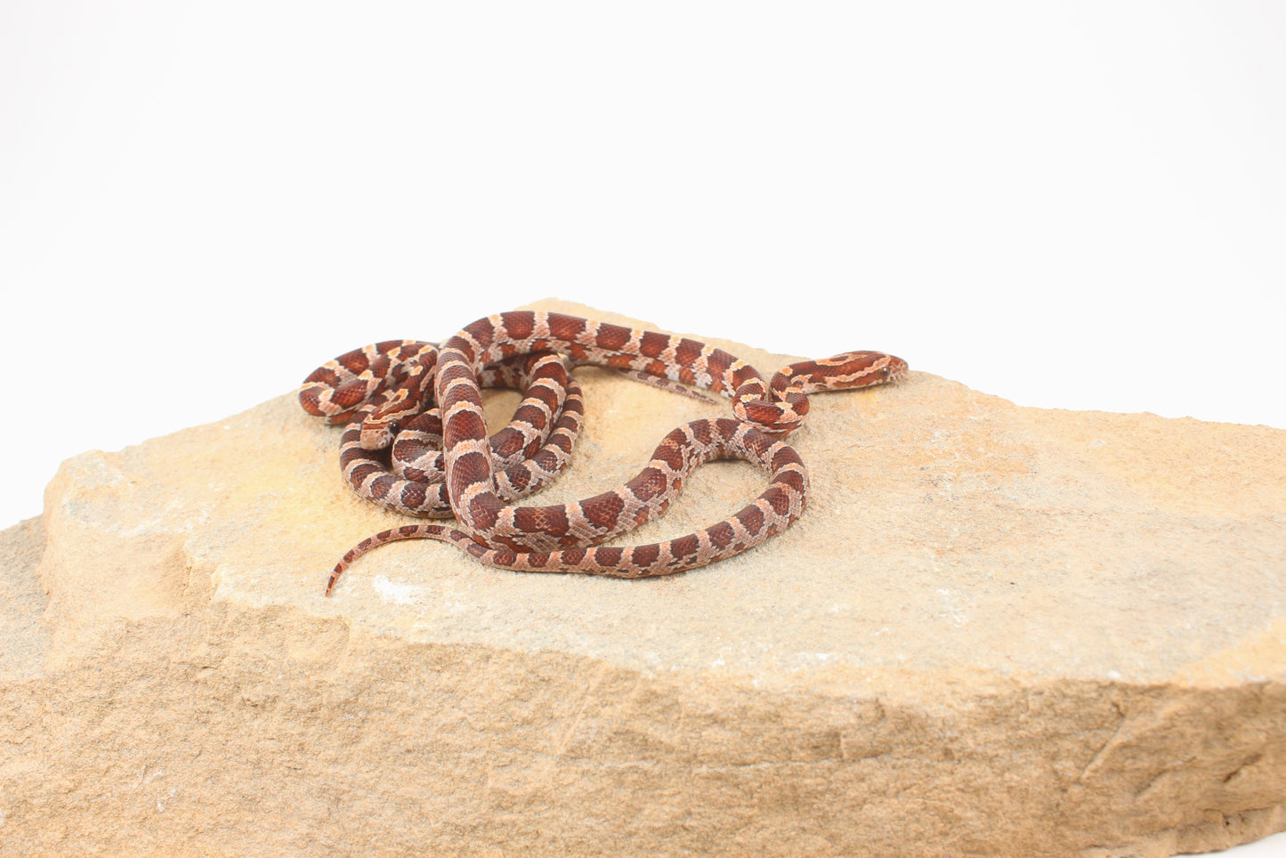 Classic Corn Snake
