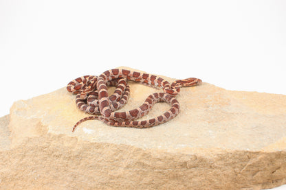 Classic Corn Snake