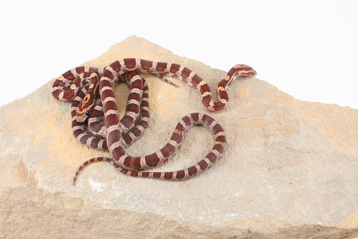 Classic Corn Snake