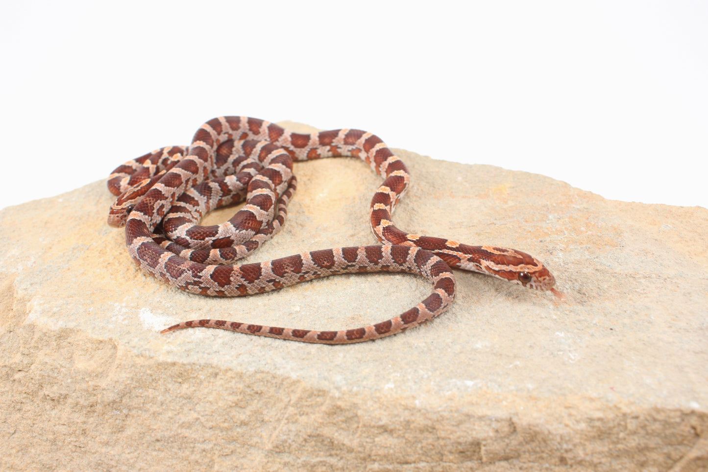 Classic Corn Snake