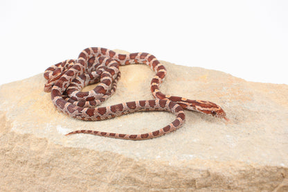 Classic Corn Snake
