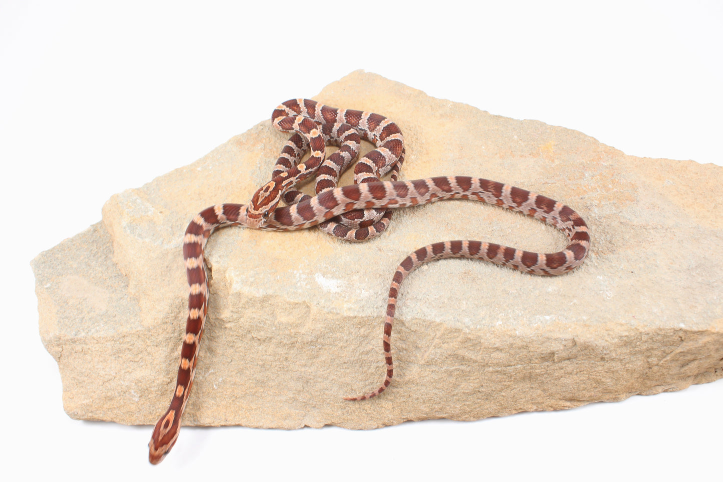 Classic Corn Snake