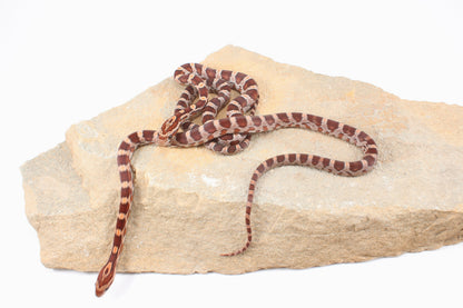 Classic Corn Snake